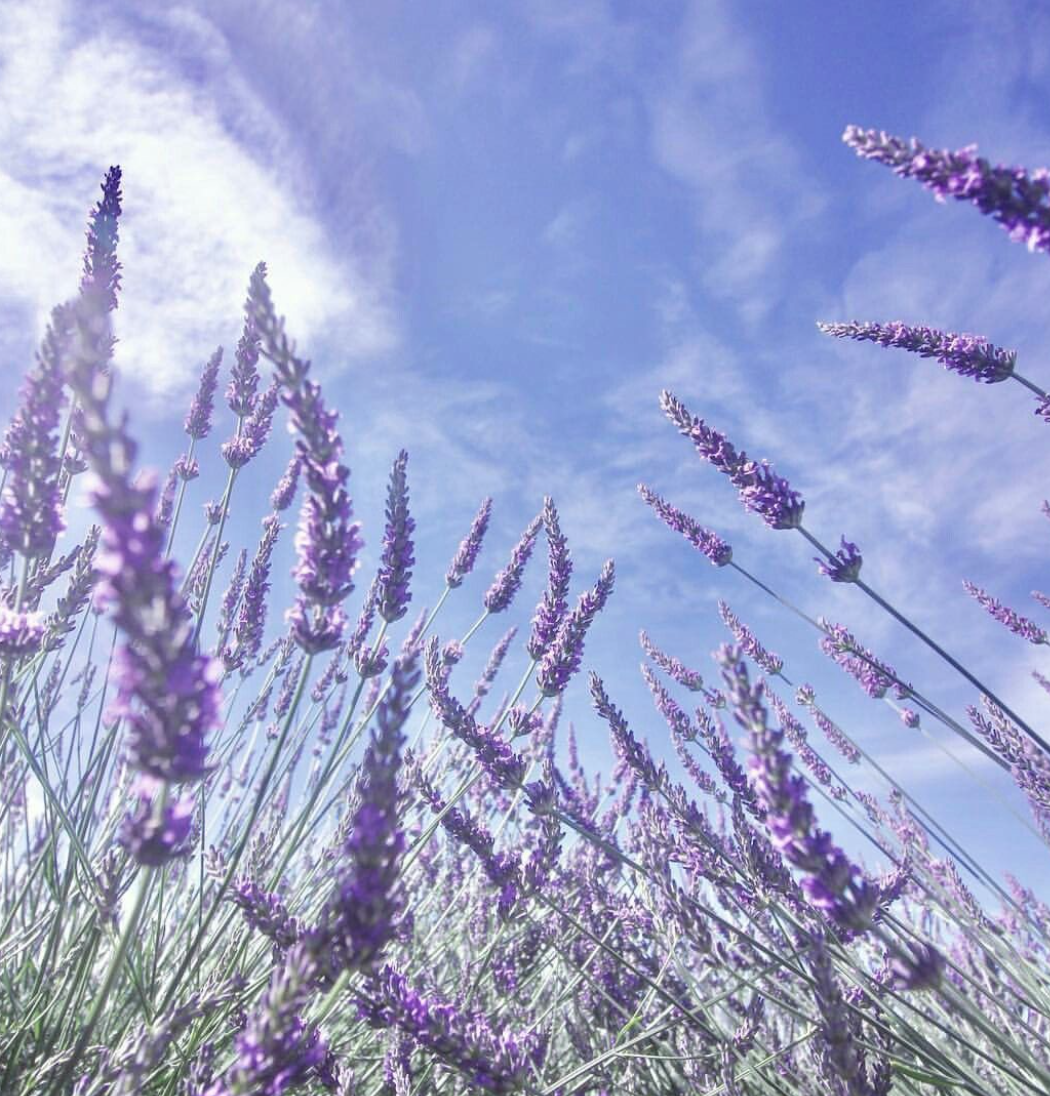 Live Plant Riverina Thomas Lavender (Triploid Intermedia) — Van